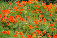  Edible Flowers, Nasturtium, Tropaeolum, Nasturtiums, Common Nasturtium, Indian Cress, Garden Nasturtium, Orange Flowers, Red Flowers, Yellow Flowers, Annuals, Annual plant, deer resistant flowers